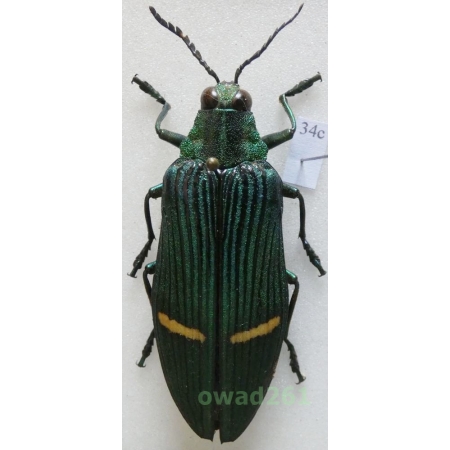 Catoxantha opulenta (Gory, 1832) 53mm Malaysia34c